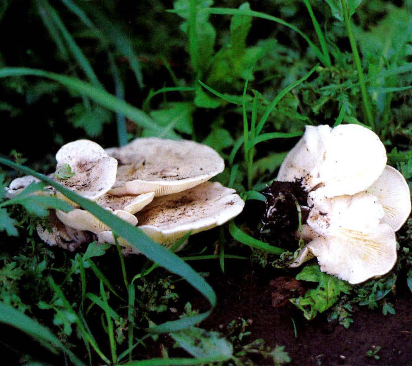 Pleurocybella porrigens (Pers.: Fr.)Singer